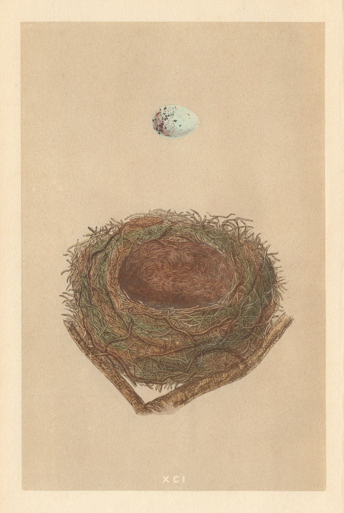 BRITISH BIRD EGGS & NESTS. Bullfinch. MORRIS 1866 old antique print picture